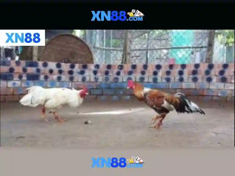 Giới thiệu về xn88