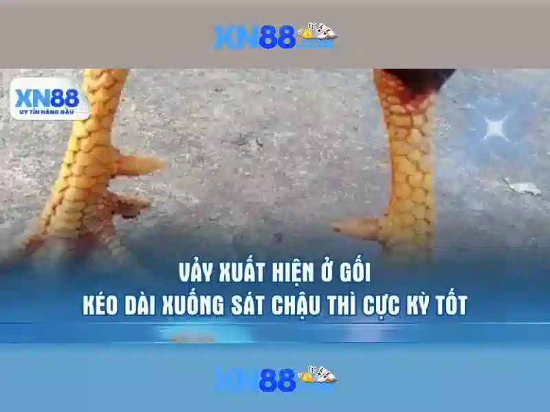 Giới thiệu về xn88