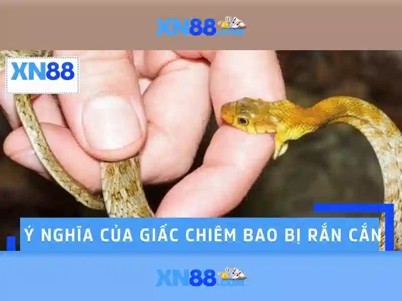 xn88 là gì?