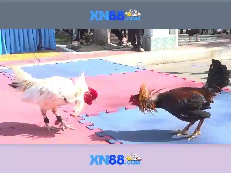 Giới thiệu về xn88