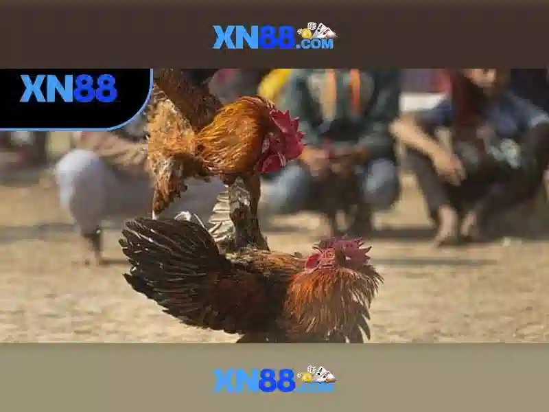 Tính năng nổi bật của xn88