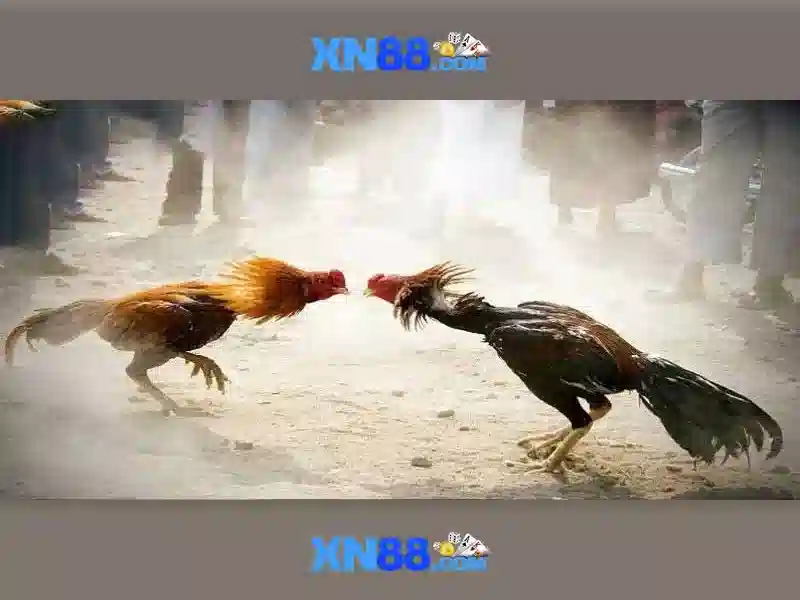 Giới thiệu về xn88